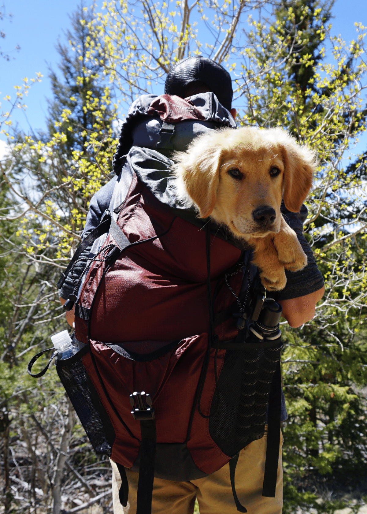 The 7 Best Dog Backpack Carriers For Every Type of Adventurer!