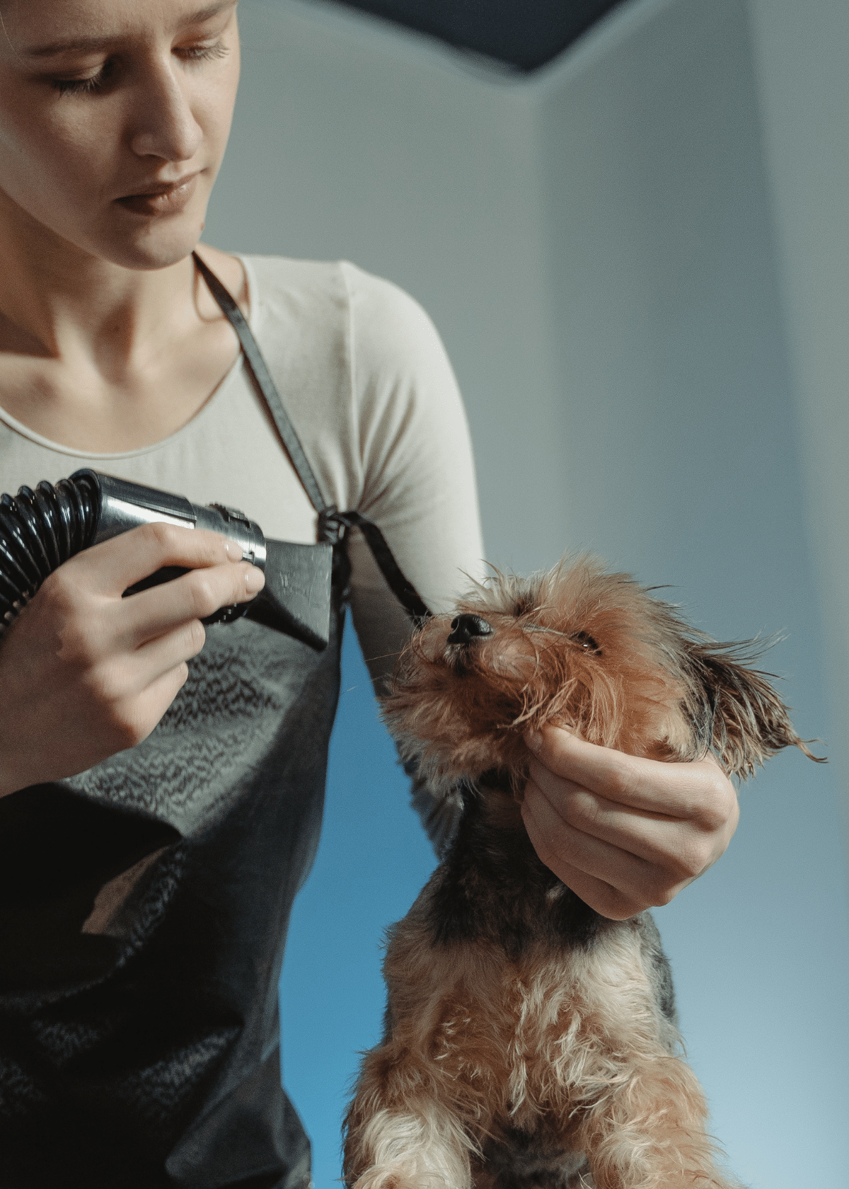 The Best Dog Hair Dryer Which One Is RIGHT For Your Pet?