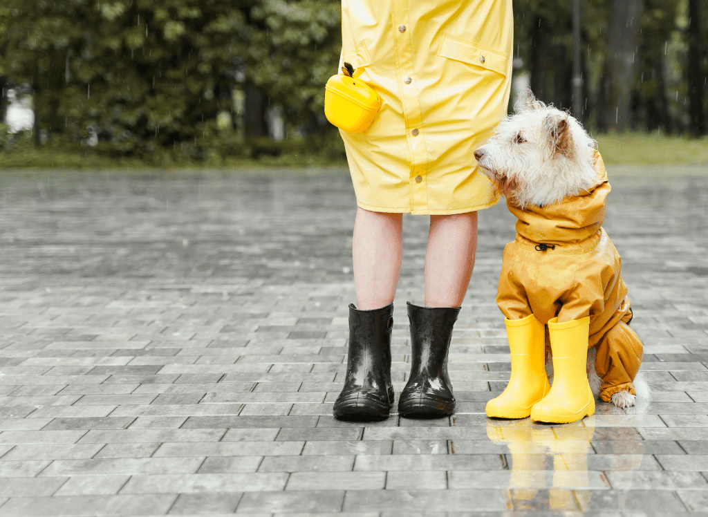 The Best Dog Raincoat Why You Need One and Our Top Picks