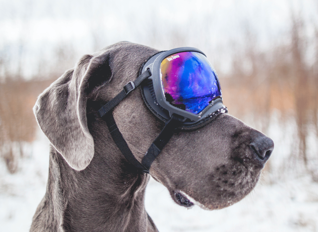 Best Dog Goggles Protect Those Puppy Dog Eyes