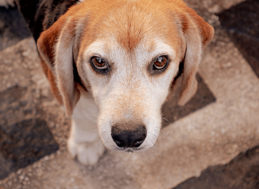 Best Eye Wash For Dogs Keep Your Pup's Eyes Healthy