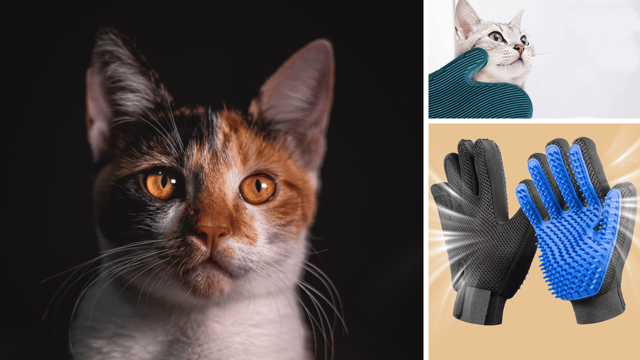 The Cat's Meow Ranking the Top 5 Cat Grooming Gloves