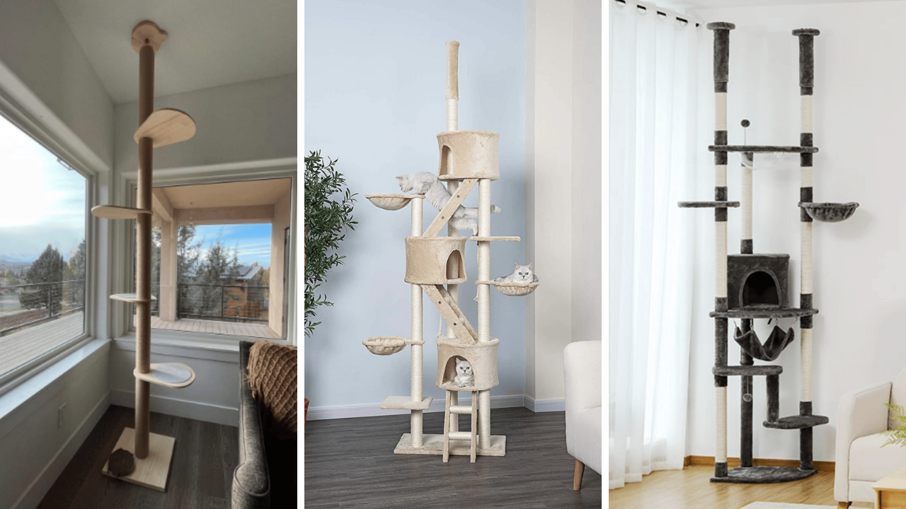 Climb to New Heights 6 FloortoCeiling Cat Trees Reviewed!