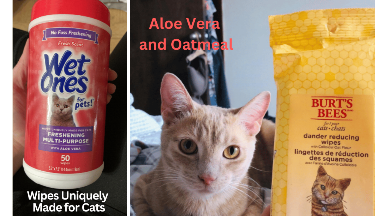 5 Best Cat Wipes Clean Your Furry Friend From Head To Tail!