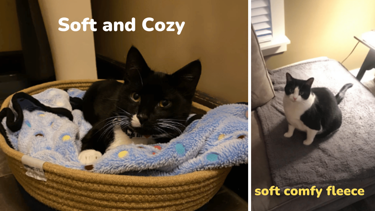 Warm and Fuzzy 5 Cat Blankets Put to the Test!