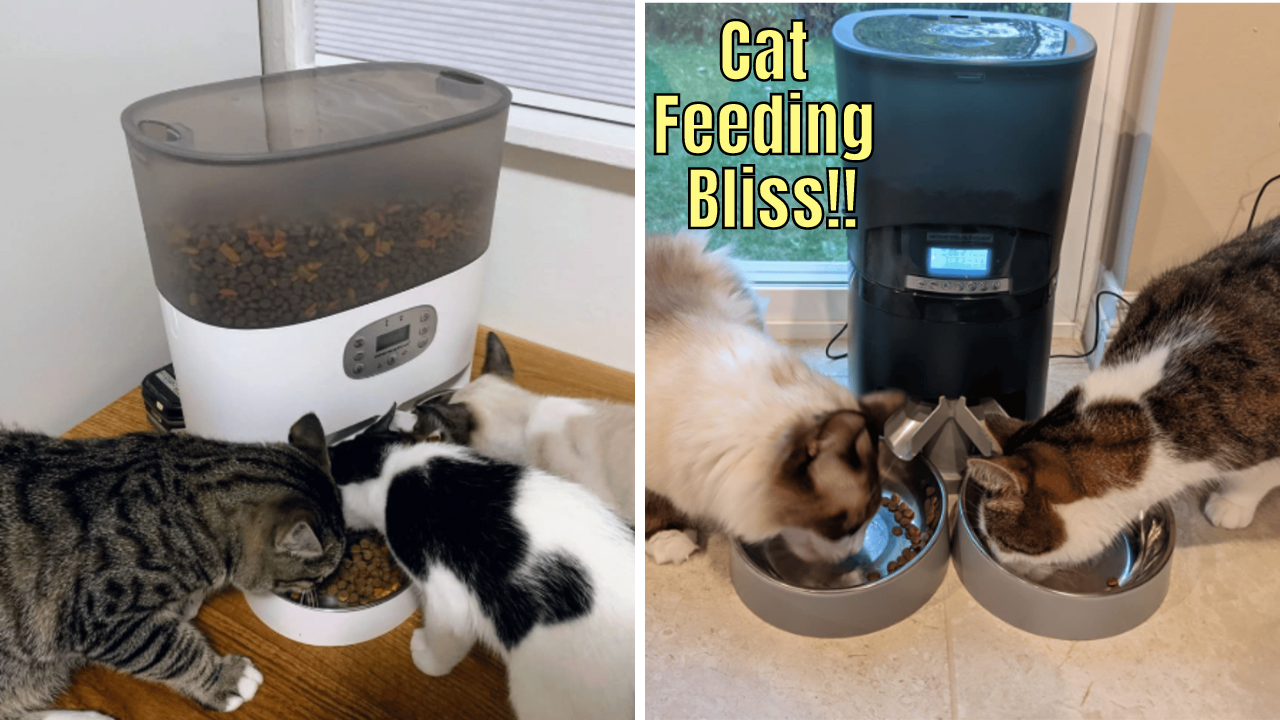 Tested and Tasted The 6 Best Automatic Cat Feeders for Multiple Cats
