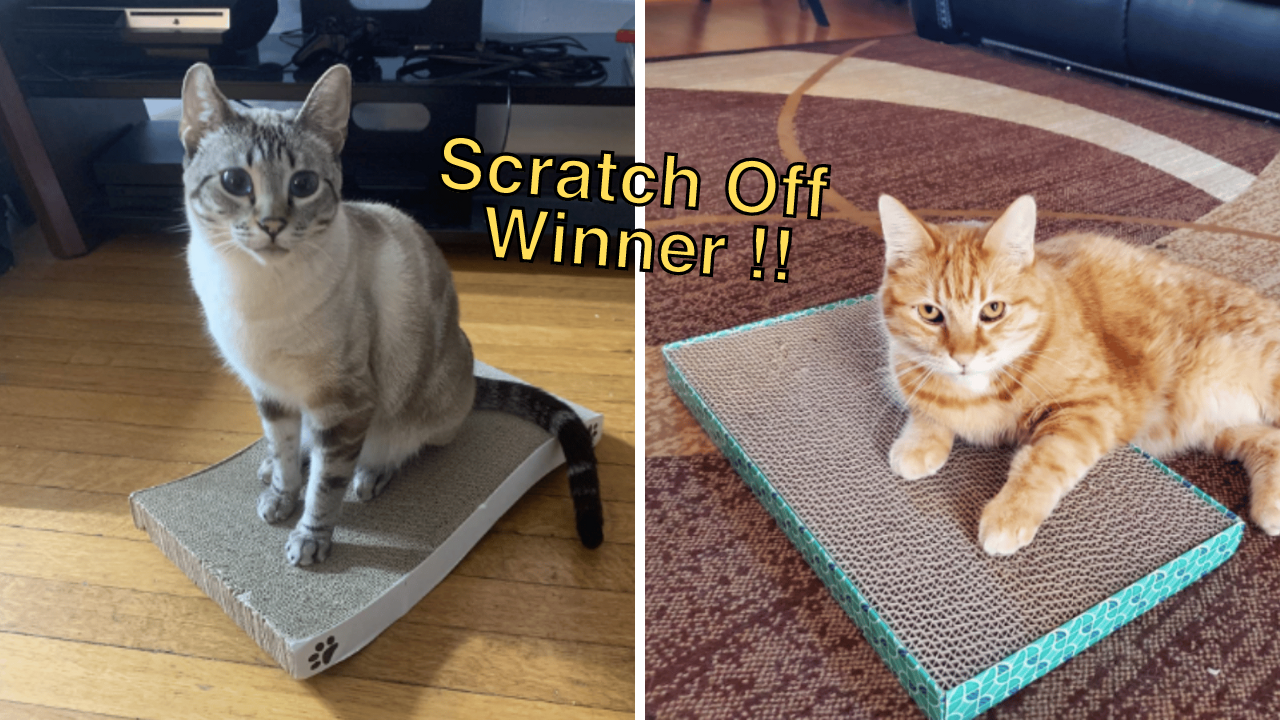 5 Best Cat Scratch Pads Put Your Kitty's Claws to the Test!