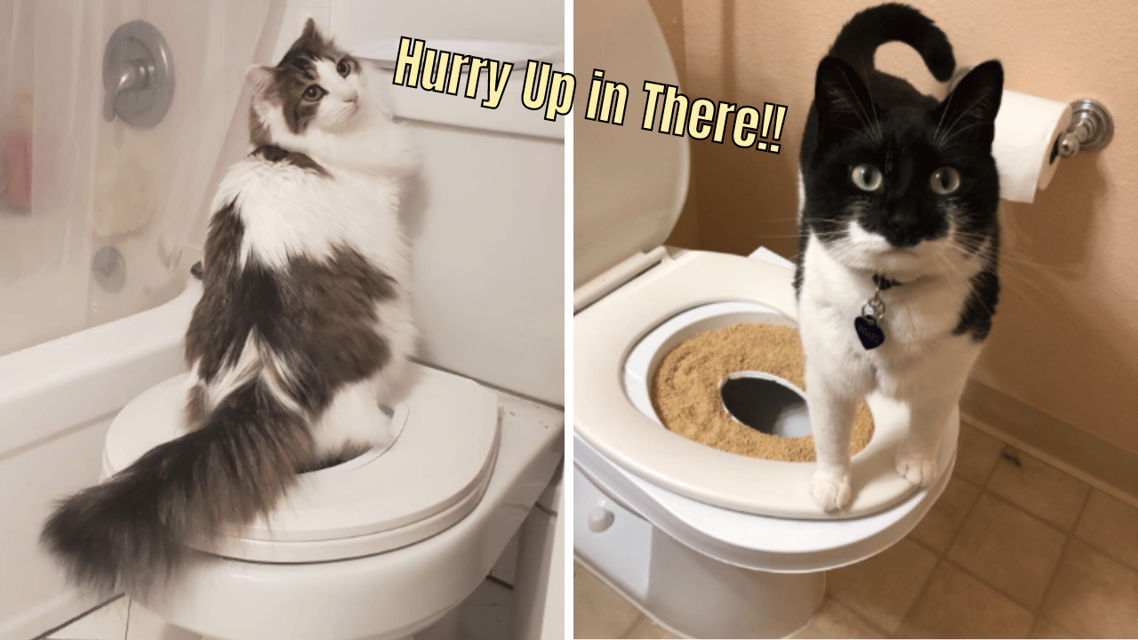 Meowvelous! The Top 5 Best Cat Toilet Training Kits Reviewed
