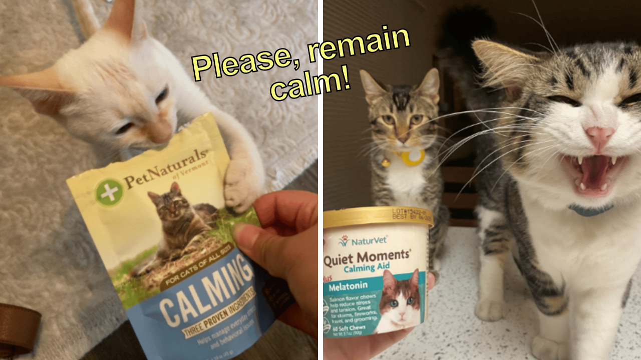 Taming Feline Frenzy A Review of 6 Cat Calming Treats