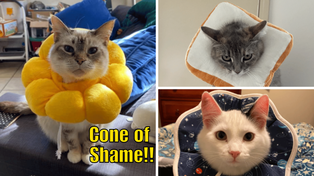 Feline Fever 6 Cat Donut Collars You Need For Wound Care