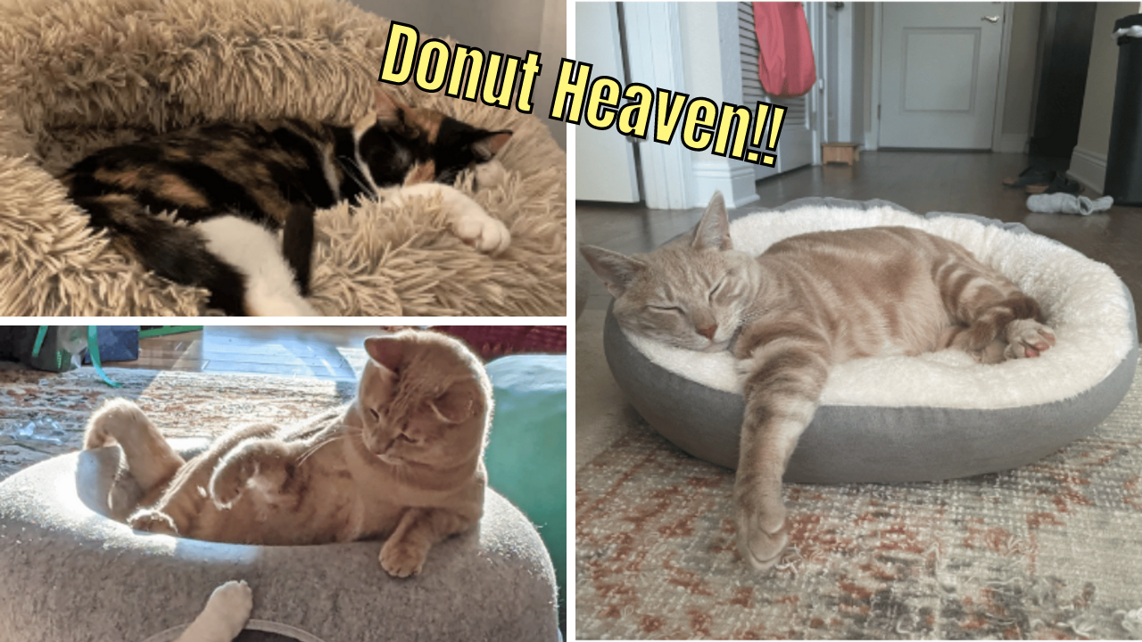 5 Donut Cat Beds Treat Your Feline To Some Sweet Dreams!
