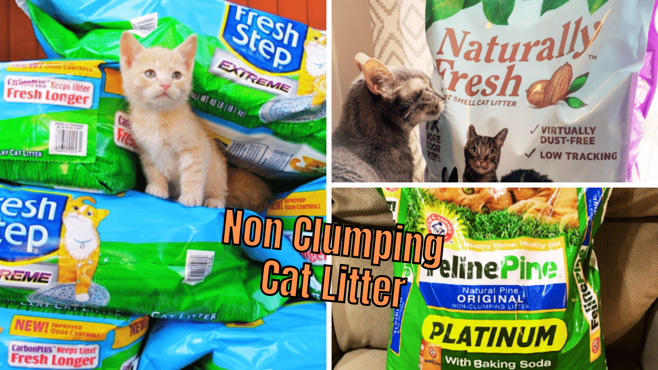 The Cat's Meow! Comparing 6 NonClumping Cat Litters