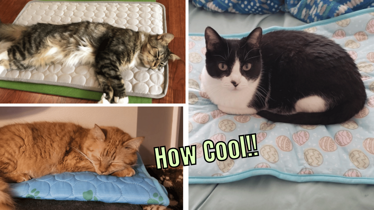 Stay Cool, Cats The Top 5 Cat Cooling Mats for Hot Summer Days