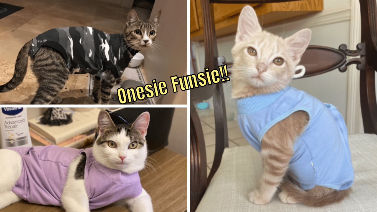 5 Cat Onesie Recovery Suits Pamper Your Kitty In Style!