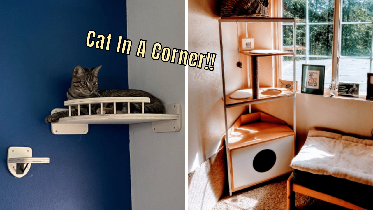 5 Corner Cat Shelves Put Your Kitty's Paws On Top Of The World!