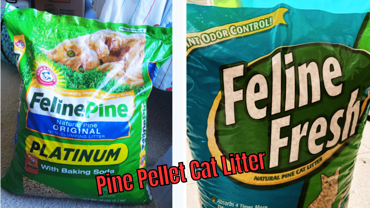 5 Pine Pellet Cat Litters Tested Which One is Purrfect?