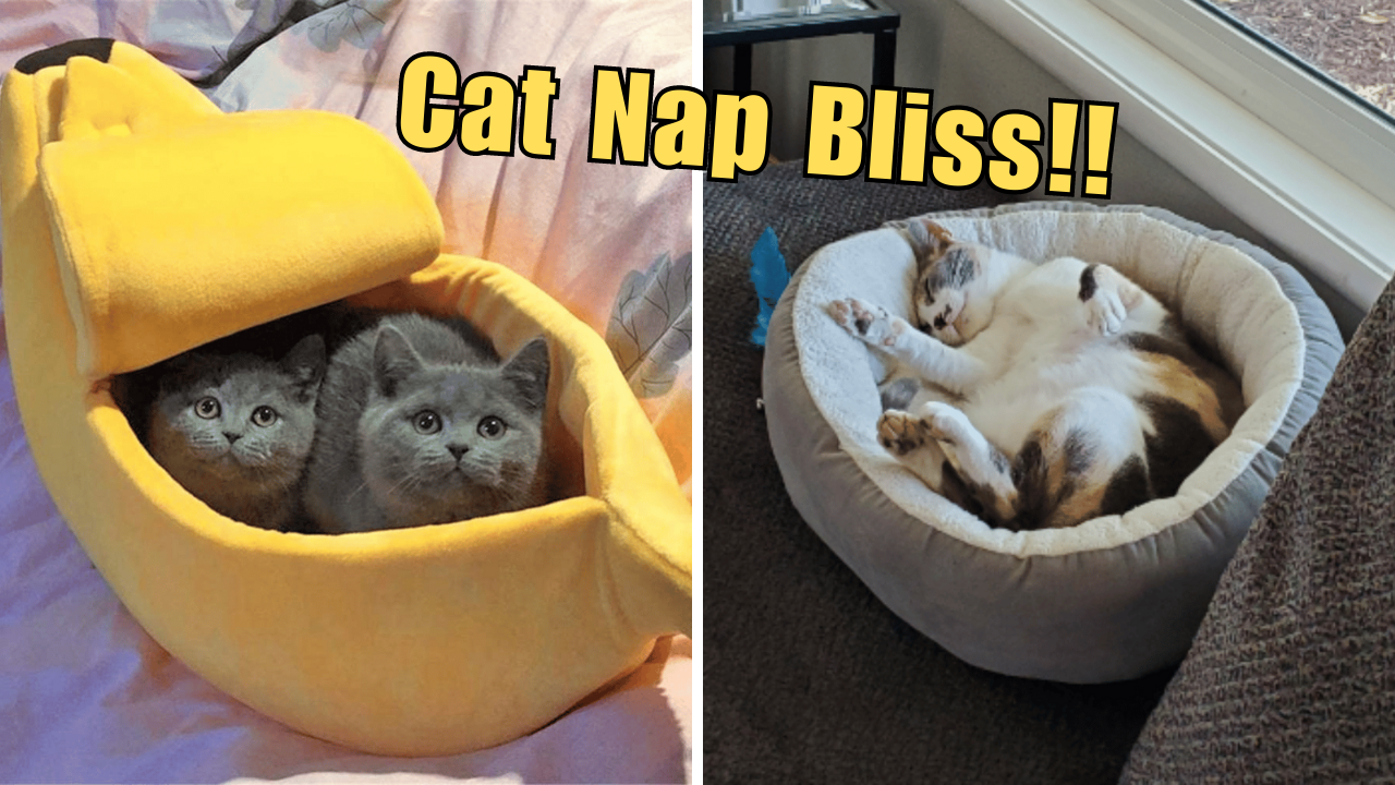 Cozy Up with Your Kitty The Ultimate Guide to Cat Beds