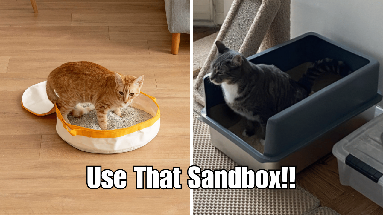 Litter Box Training for Kittens Everything You Need to Know
