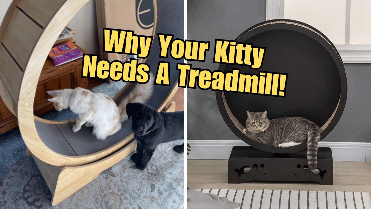 Cat on a Treadmill the Newest Trend in Feline Fitness!