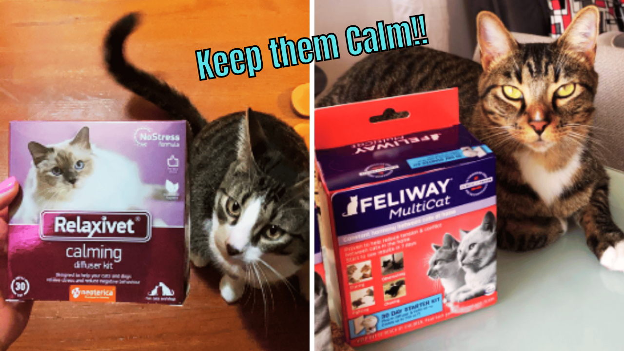FurReal Picking The Best 5 Calming Diffusers For Cats