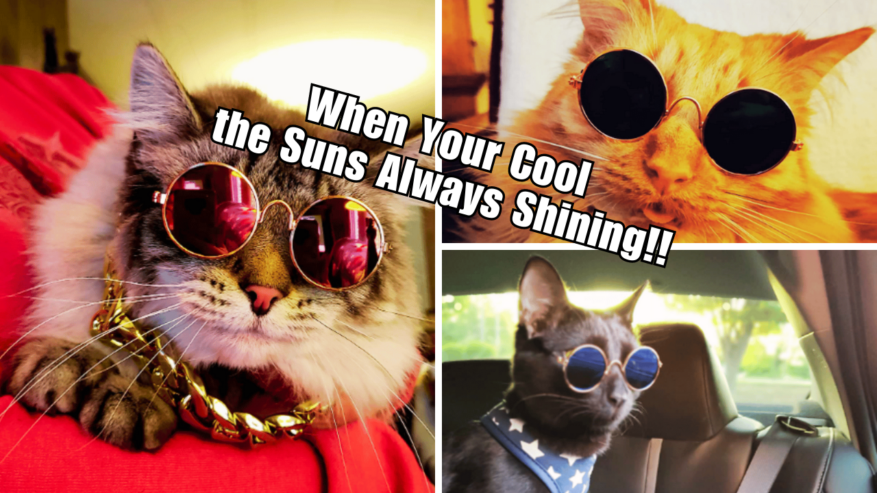 Can You See Me Now? 6 Stylish Glasses For Cats Reviewed!
