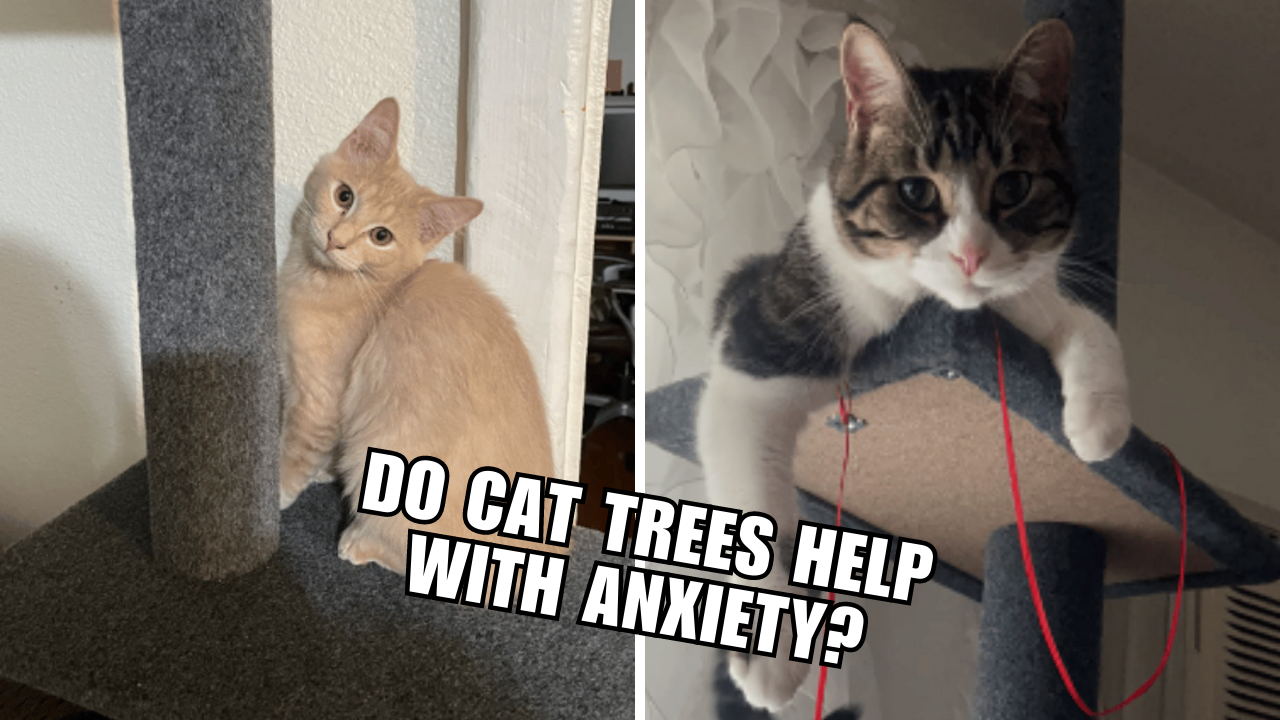 Calm Kitty Do Cat Trees Ease Anxiety?