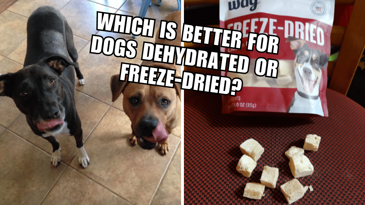 Dog Food FaceOff FreezeDried vs. Dehydrated!