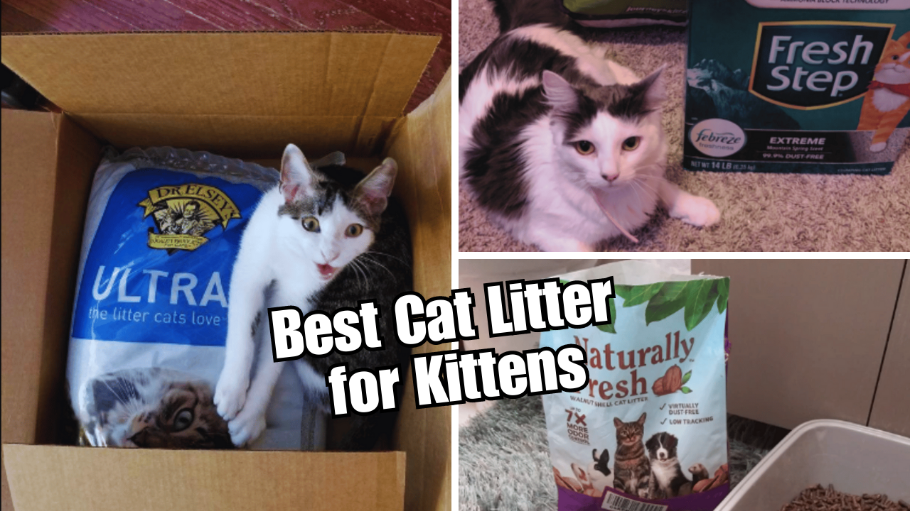 Kitten Kapers The Top 5 Best Cat Litters for Kittens