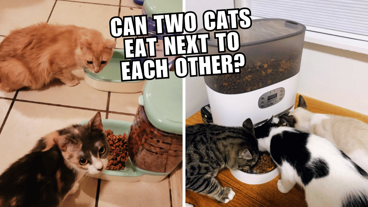 Feline Food Fight Managing Mealtime with Multiple Cats