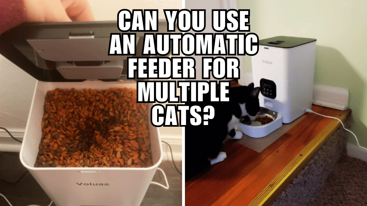 Stop the Food Fights Automatic Feeders for Multiple Cats