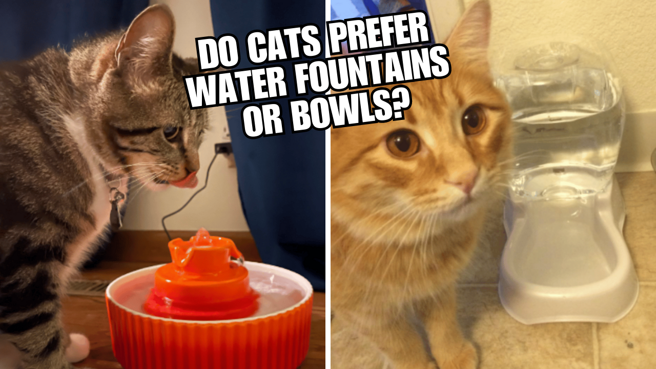 The Great Cat Water Debate Fountains vs Bowls