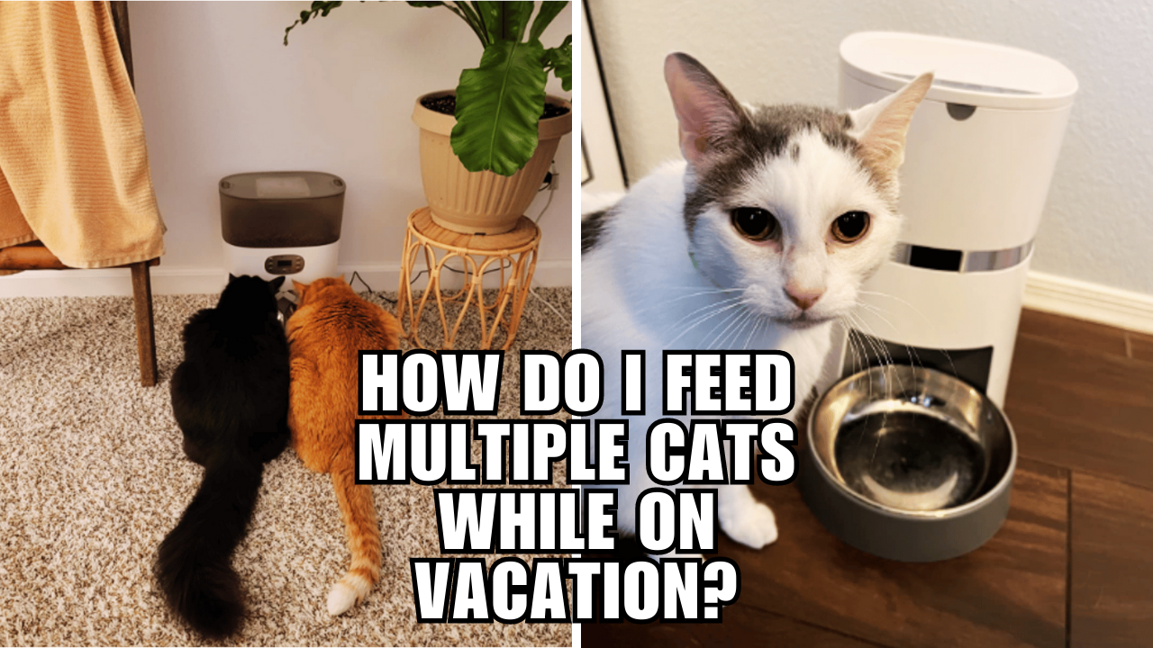 Feeding Felines While Away A Cat Owner's Guide