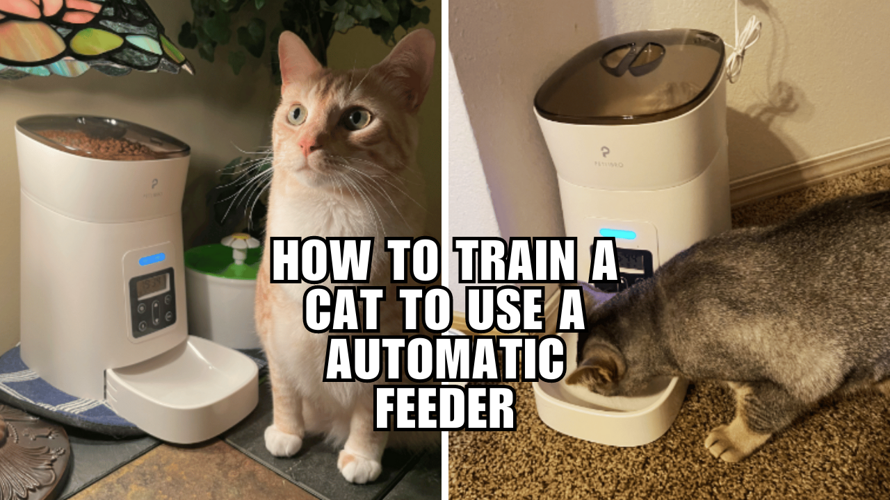 Training 101 Get Your Cat Purring Over An Automatic Feeder