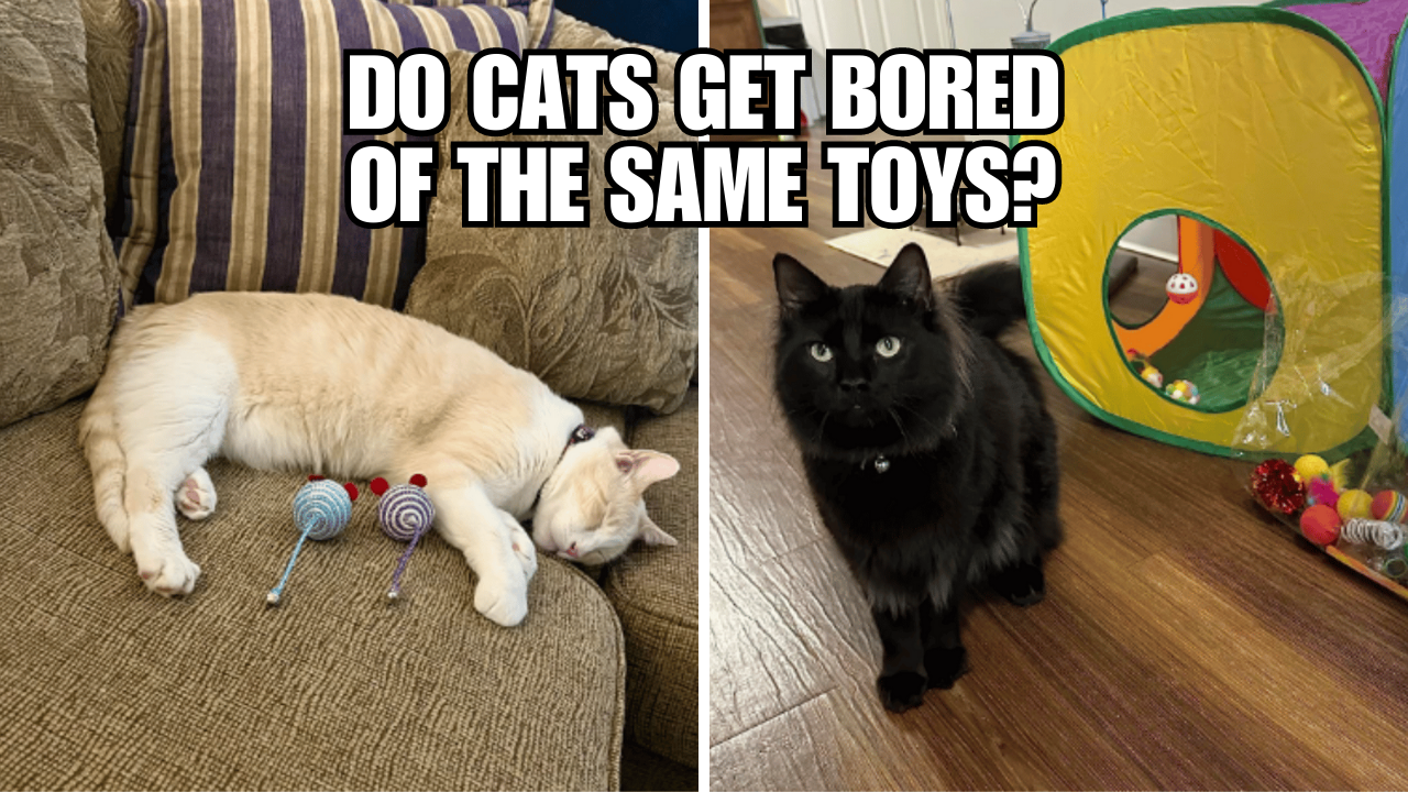 The Toy Dilemma Keeping Your Cat's Playtime Engaging