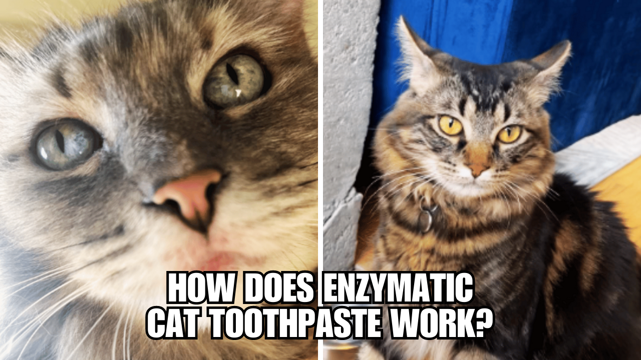 Enzymatic Cat Toothpaste A GameChanger for Dental Health