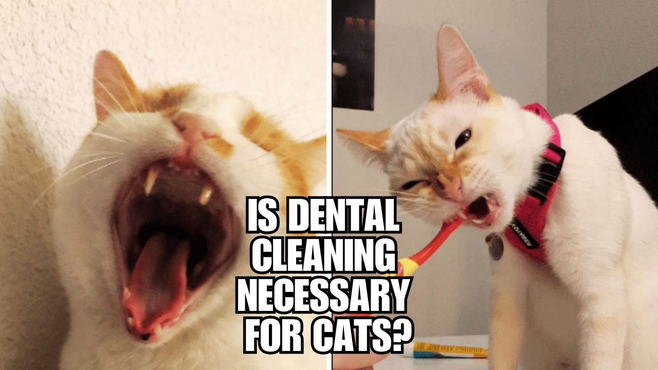 Tooth or Consequences Why Dental Cleaning is Vital for Cats