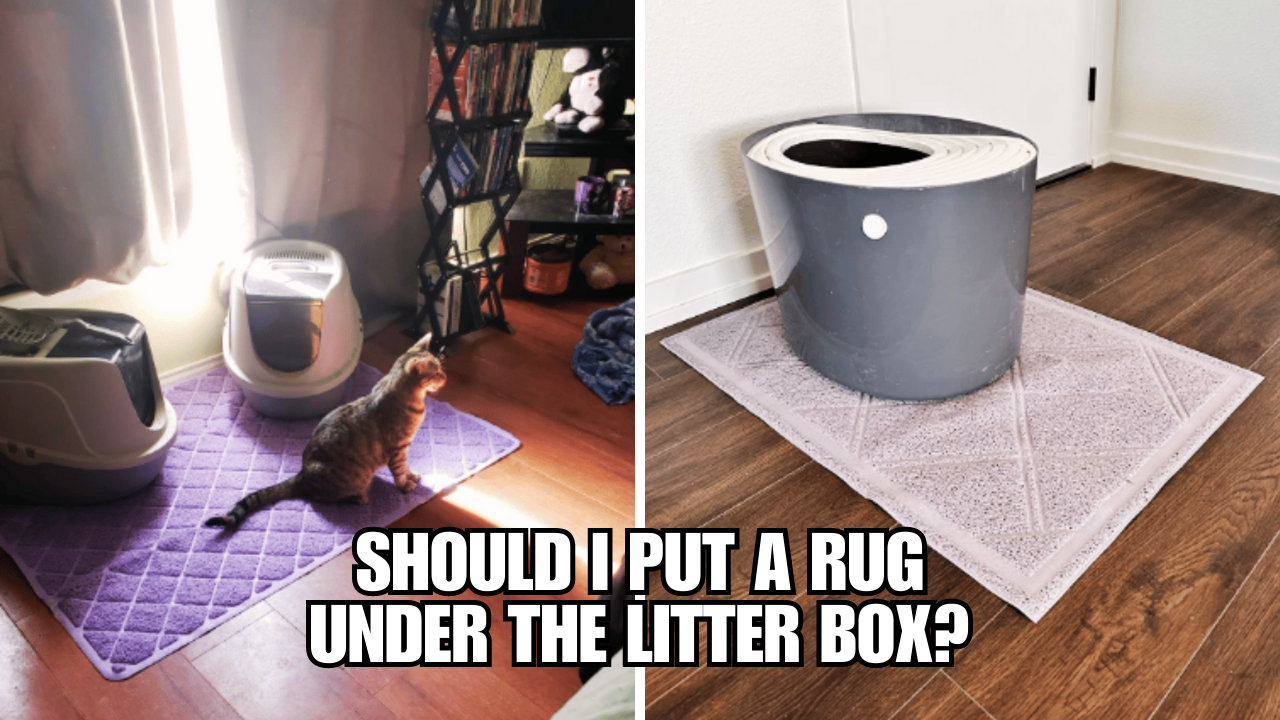 Should I Put A Rug Under The Litter Box?