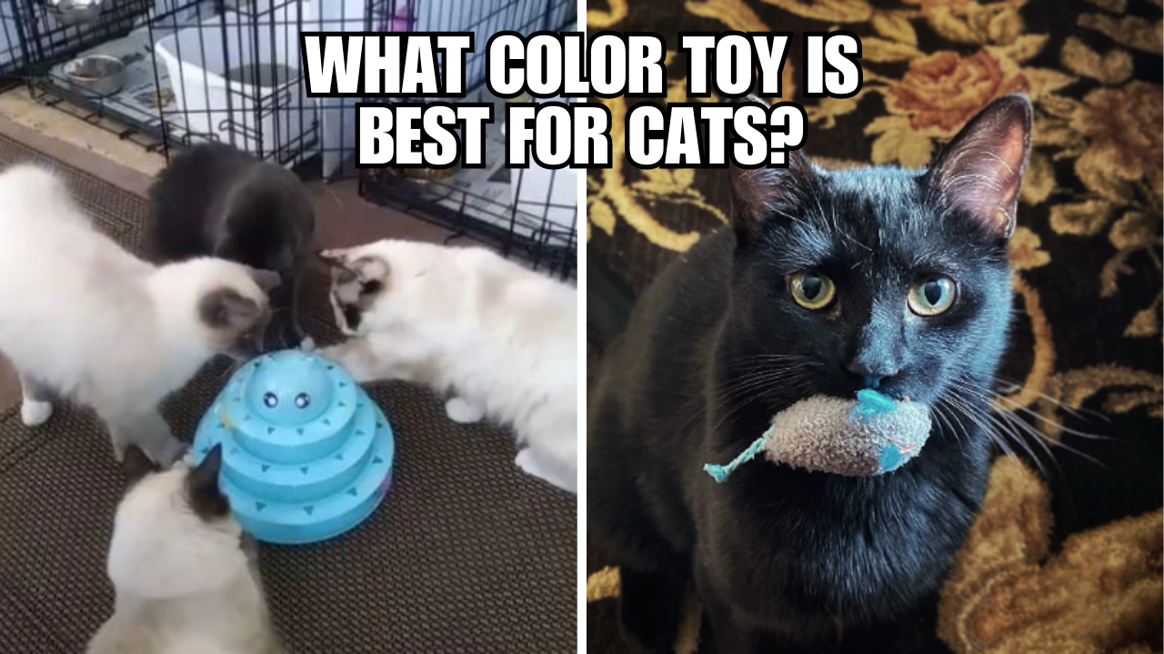 Feline Fun Unveiling the Top Color Toys for Cats