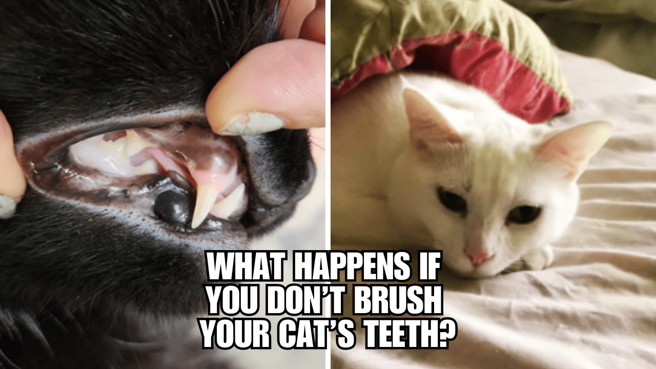 Cat Tooth Neglect Why It's More Serious Than You Think