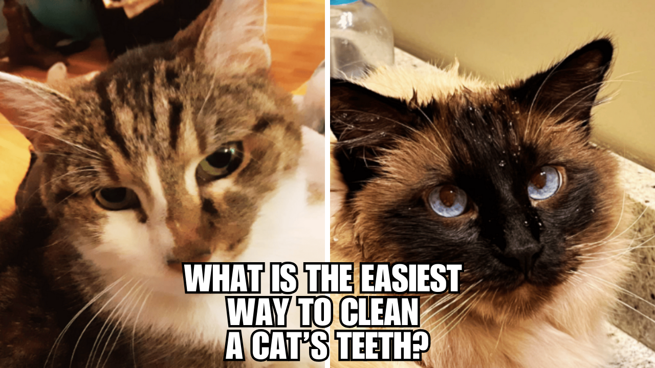 WhiskerFriendly Oral Hygiene Quick Cat Teeth Cleaning Tips