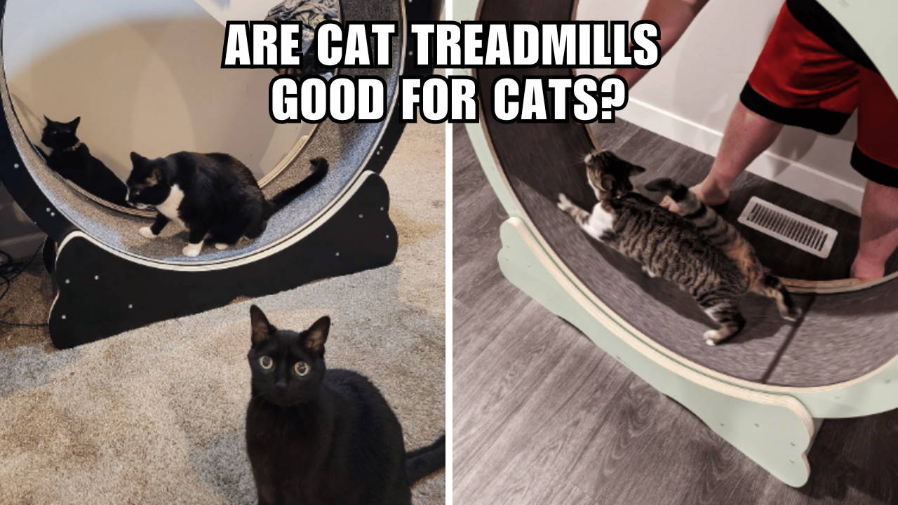 Cat Treadmills The Surprising Secret to a Happier Kitty!