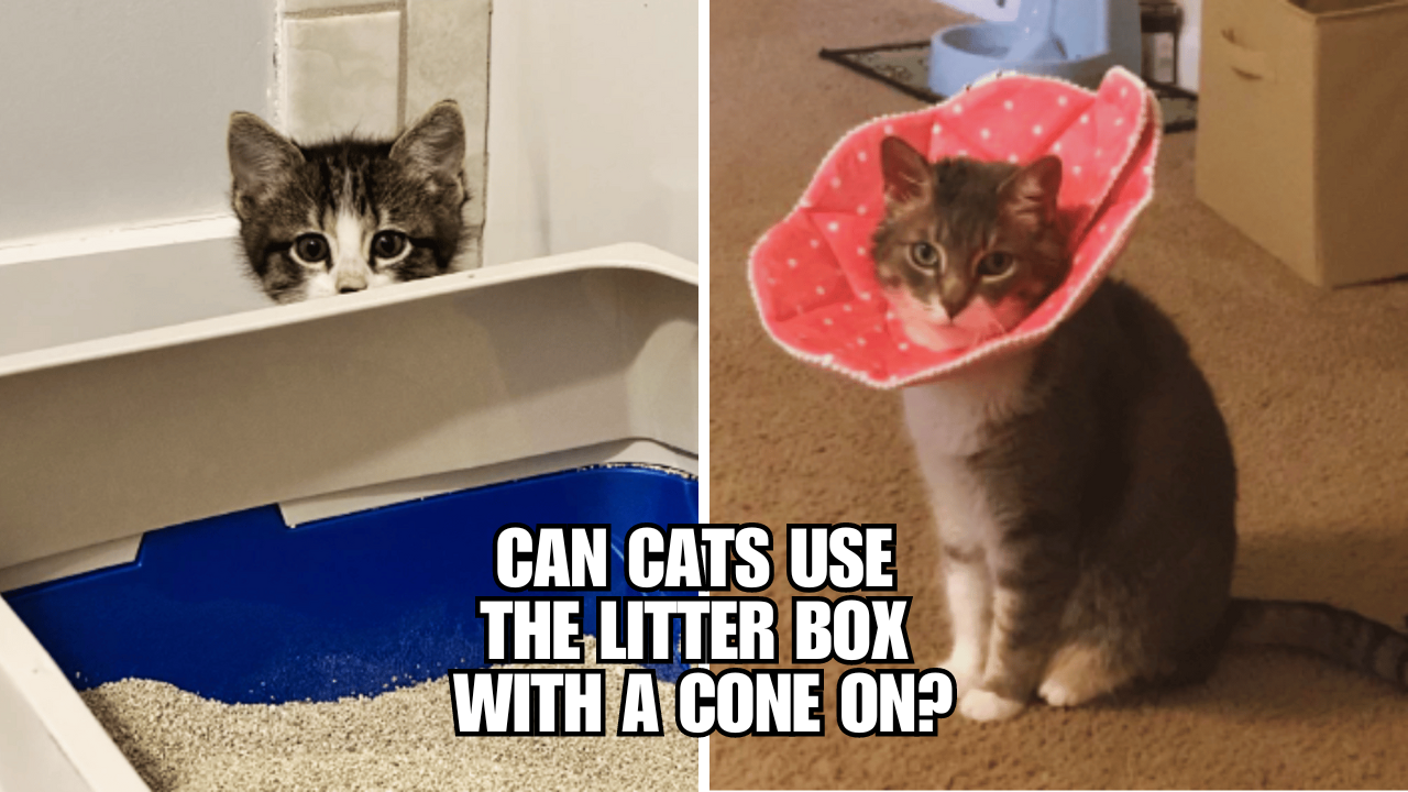 Cones vs. Litter Boxes Can Cats Adapt to This Challenge?