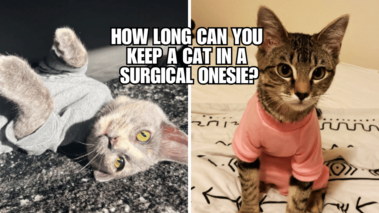 Purrfect Style How Long Can Cats Rock a Surgical Onesie?