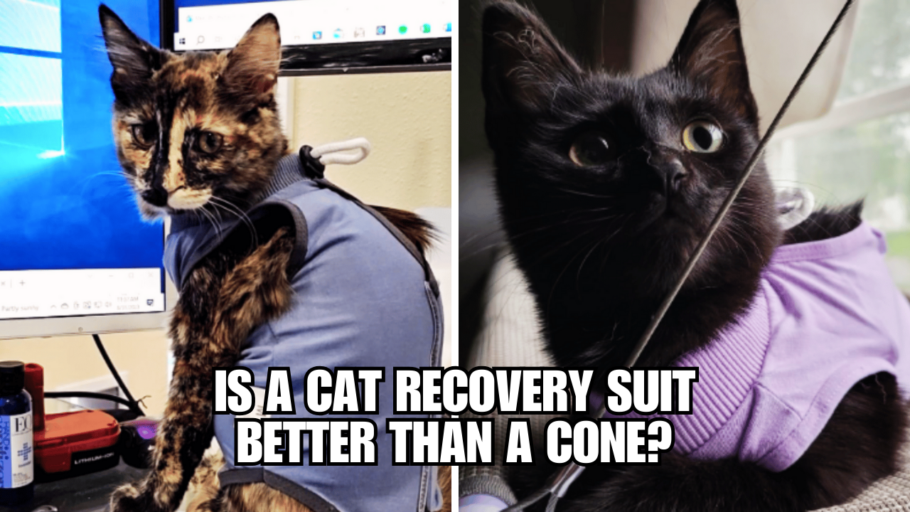 Ditch the Cone Why Cat Recovery Suits Rule!