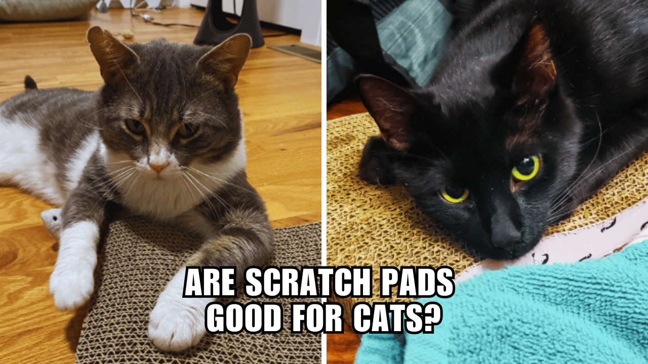 Scratch That Itch The Many Benefits of Cat Scratch Pads