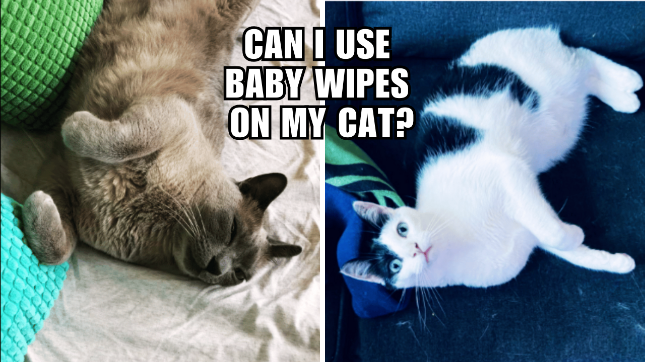 Cat Owners' Dilemma Can You Substitute Baby Wipes?