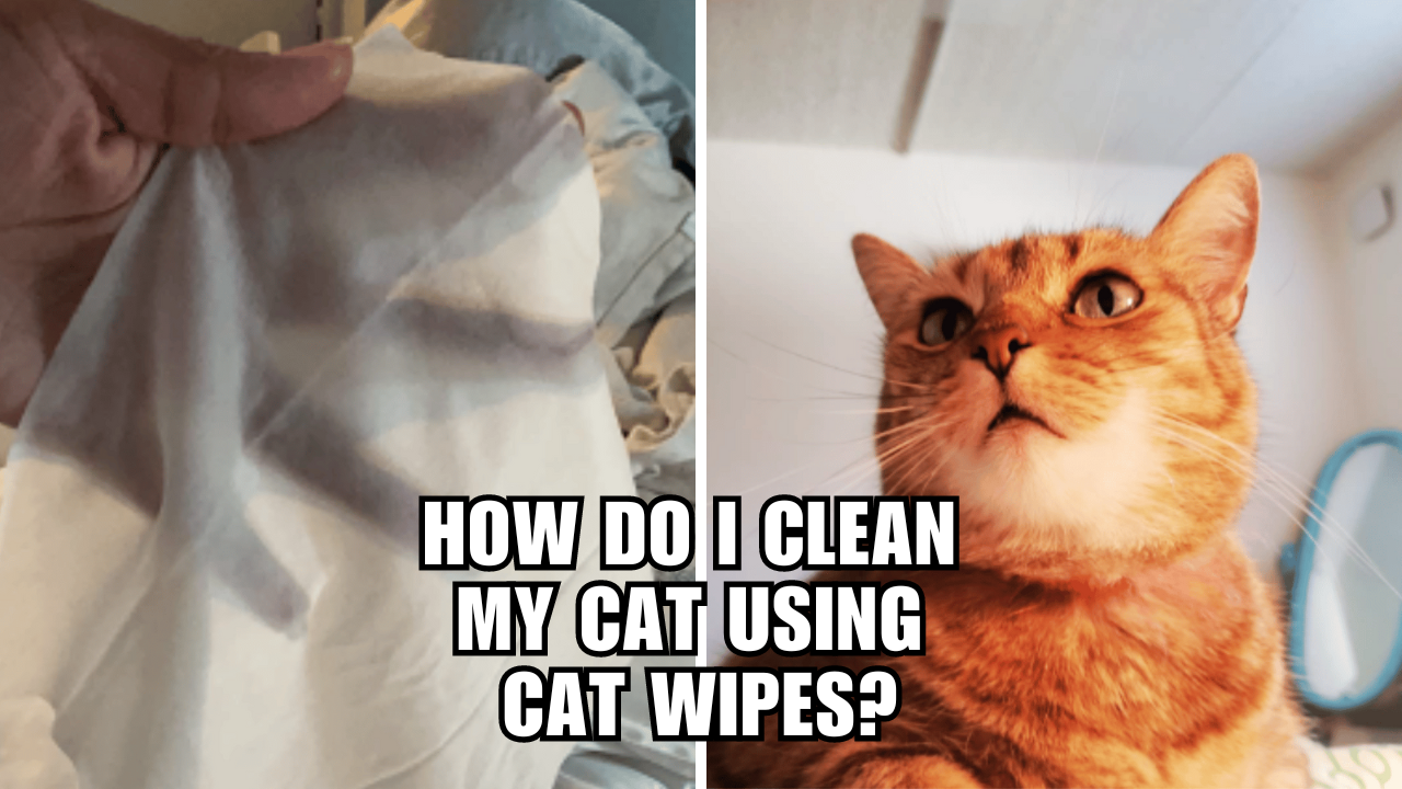 Cat Wipes Unleashed The Secret Weapon for a Spotless Kitty