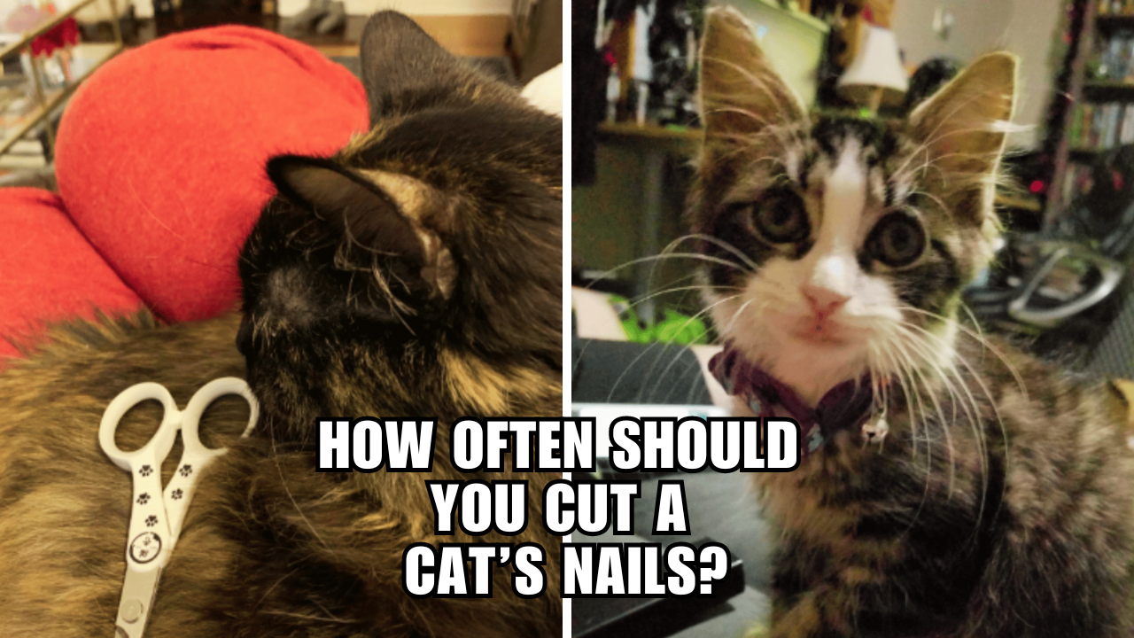 Cat Nail Maintenance How Often Should You Trim?