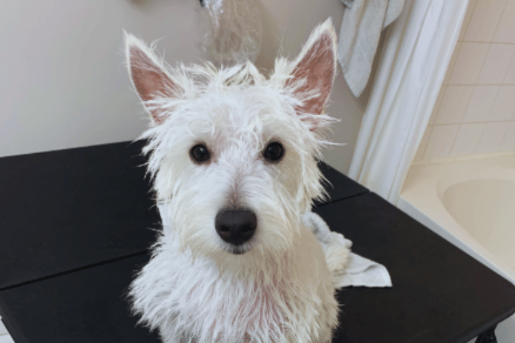 Do-dog-groomers-use-hair-dryers? 