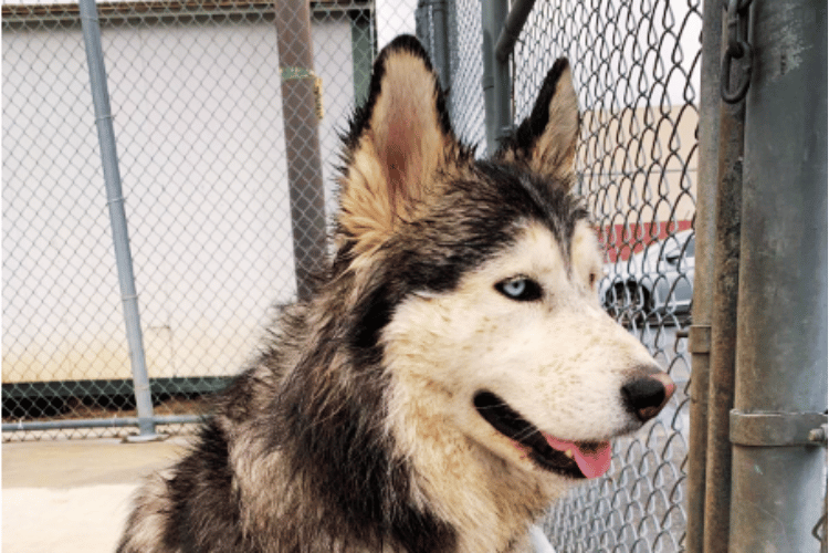 Do-dog-groomers-use-hair-dryers? 